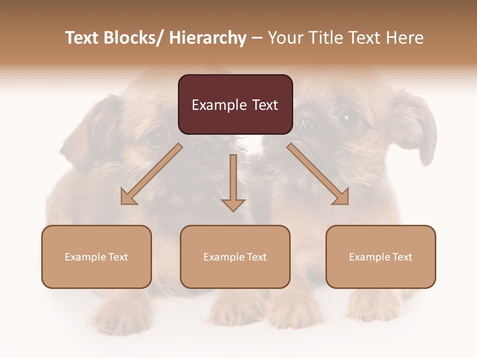 Griffon Puppy Isolated On White PowerPoint Template