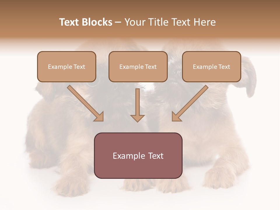 Griffon Puppy Isolated On White PowerPoint Template