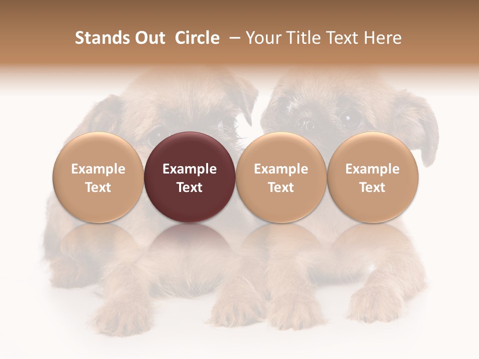 Griffon Puppy Isolated On White PowerPoint Template