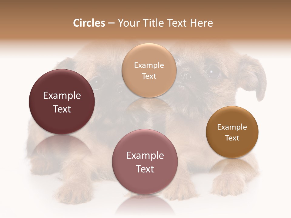 Griffon Puppy Isolated On White PowerPoint Template