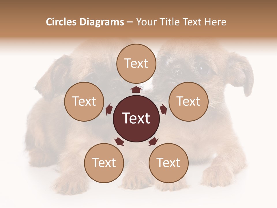 Griffon Puppy Isolated On White PowerPoint Template