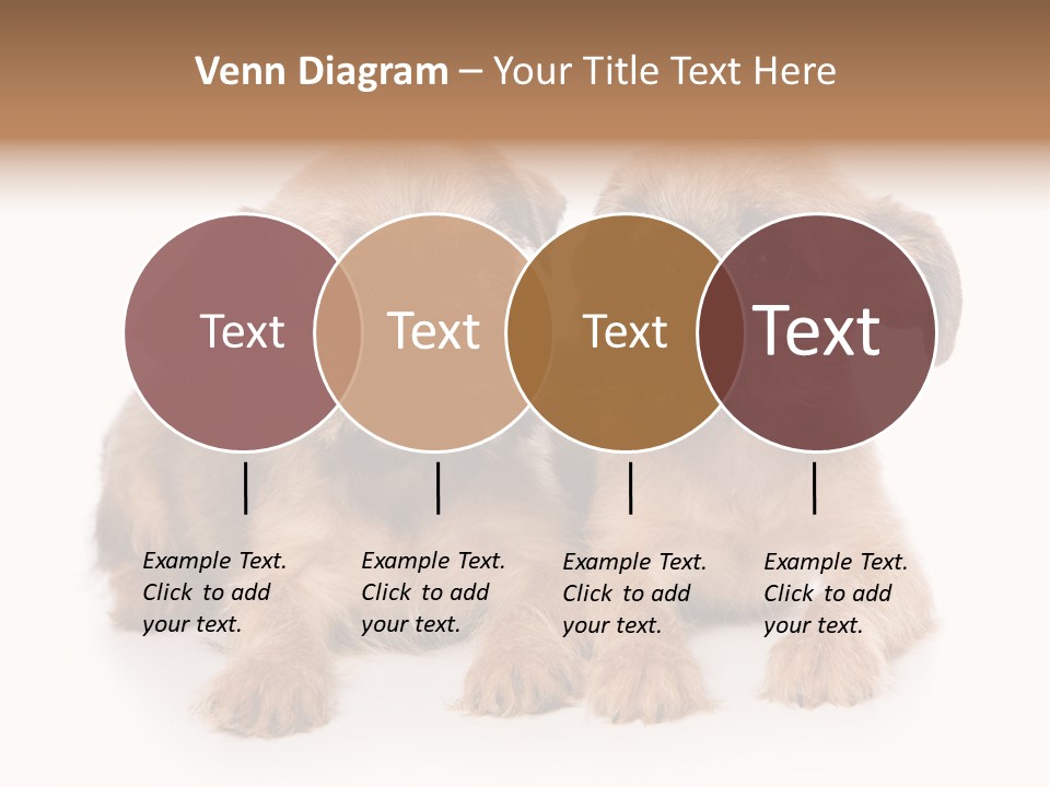 Griffon Puppy Isolated On White PowerPoint Template