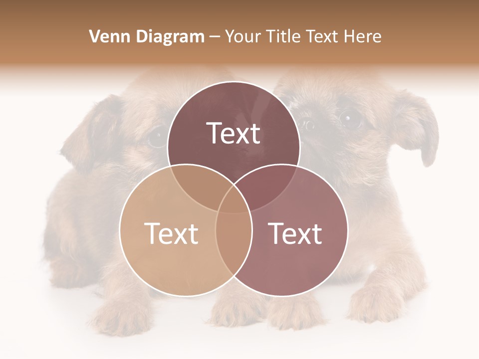 Griffon Puppy Isolated On White PowerPoint Template