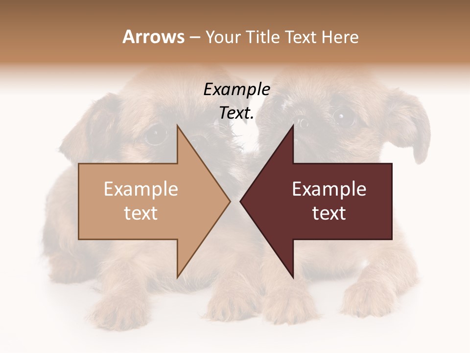 Griffon Puppy Isolated On White PowerPoint Template