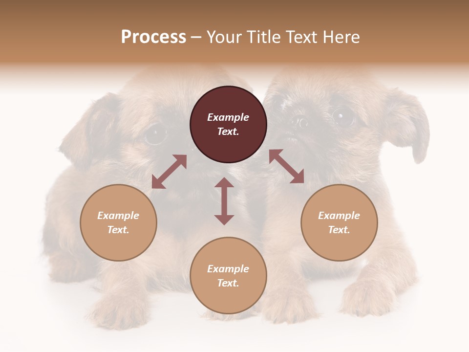 Griffon Puppy Isolated On White PowerPoint Template