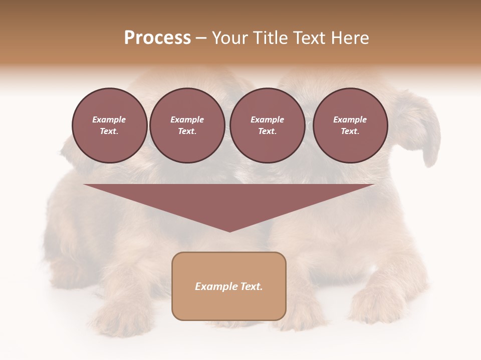 Griffon Puppy Isolated On White PowerPoint Template