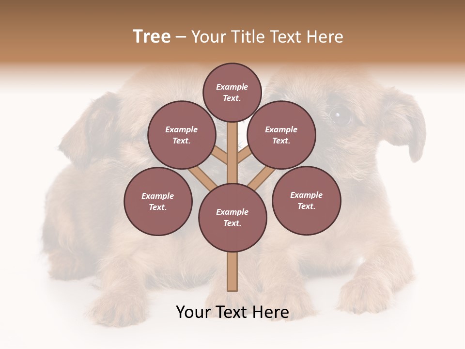 Griffon Puppy Isolated On White PowerPoint Template