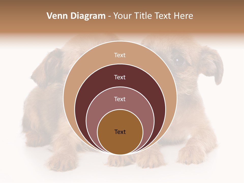 Griffon Puppy Isolated On White PowerPoint Template