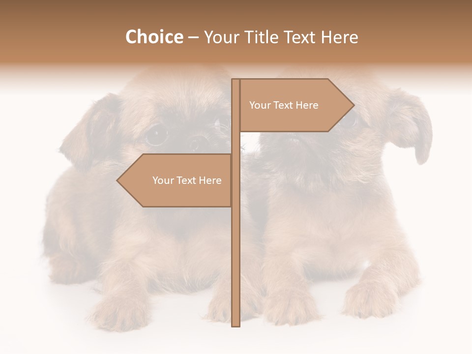 Griffon Puppy Isolated On White PowerPoint Template