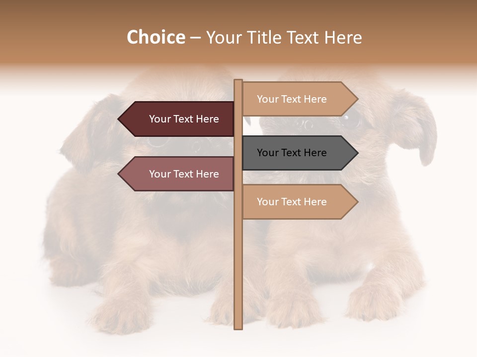 Griffon Puppy Isolated On White PowerPoint Template