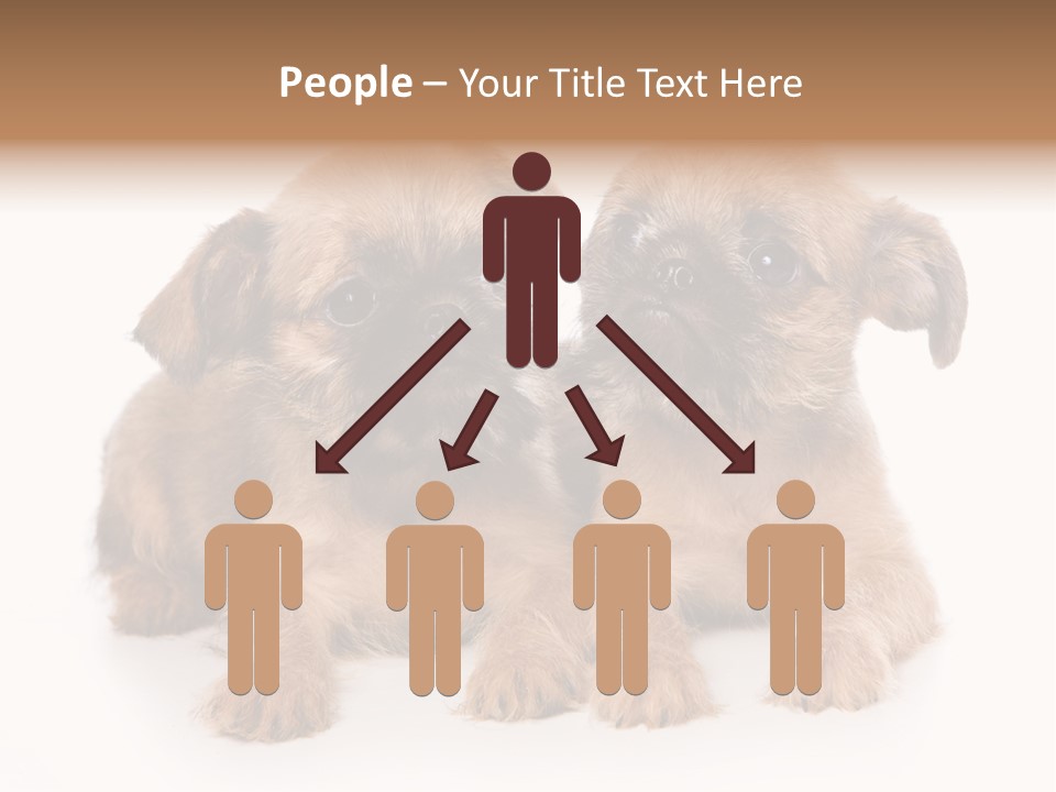 Griffon Puppy Isolated On White PowerPoint Template