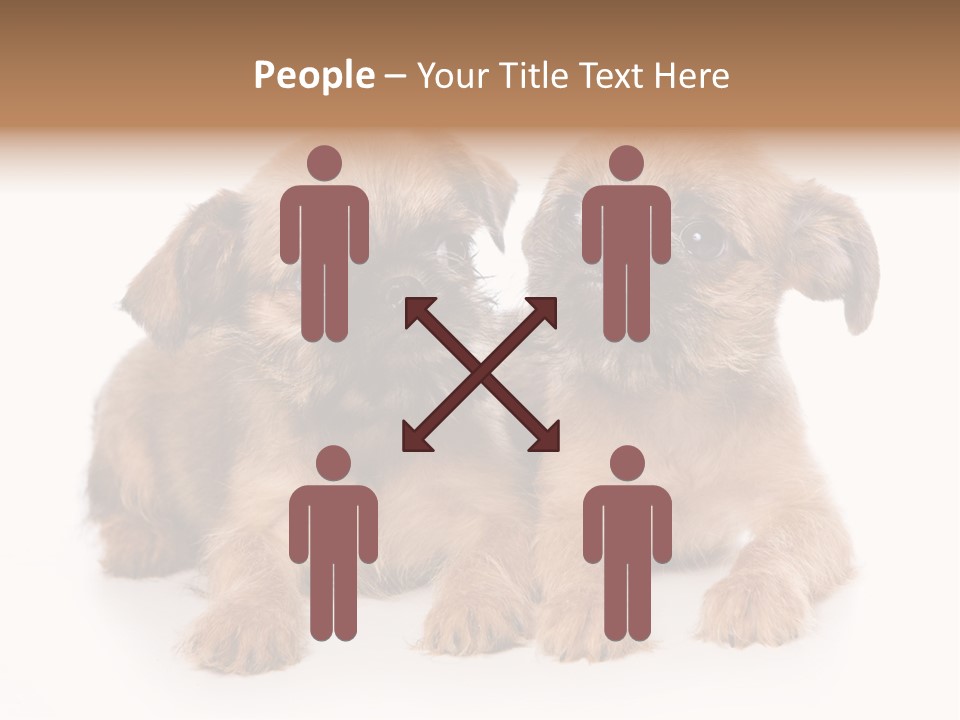 Griffon Puppy Isolated On White PowerPoint Template