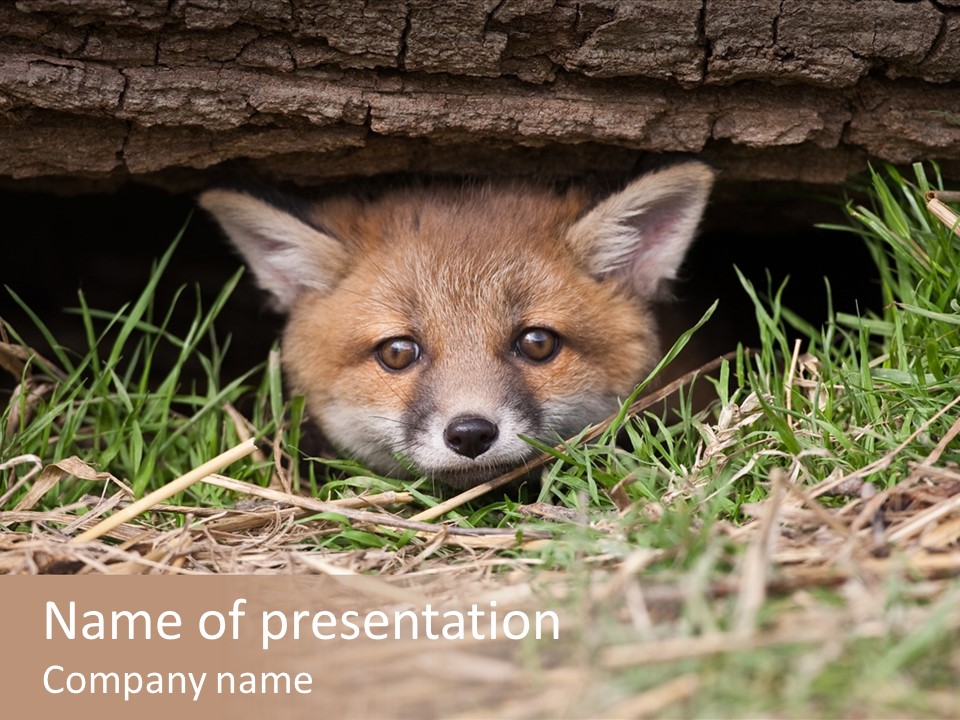 Red Fox In British Countryside PowerPoint Template