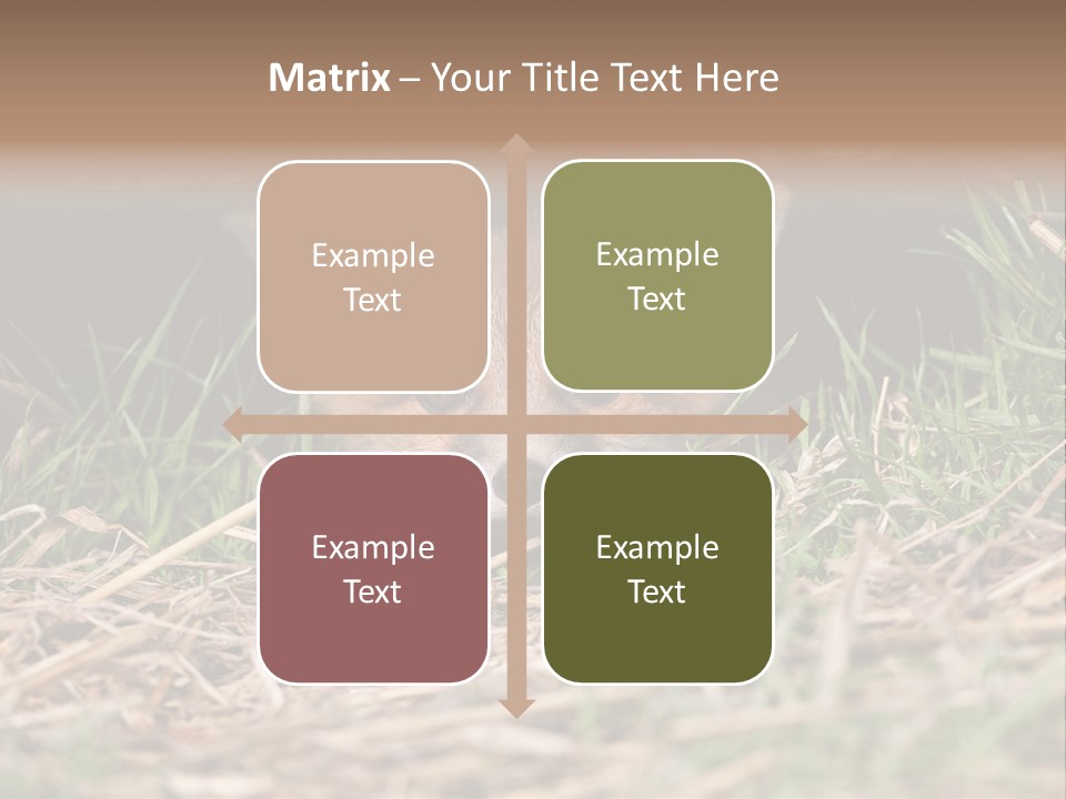 Red Fox In British Countryside PowerPoint Template