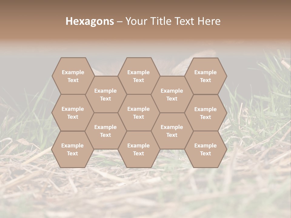 Red Fox In British Countryside PowerPoint Template