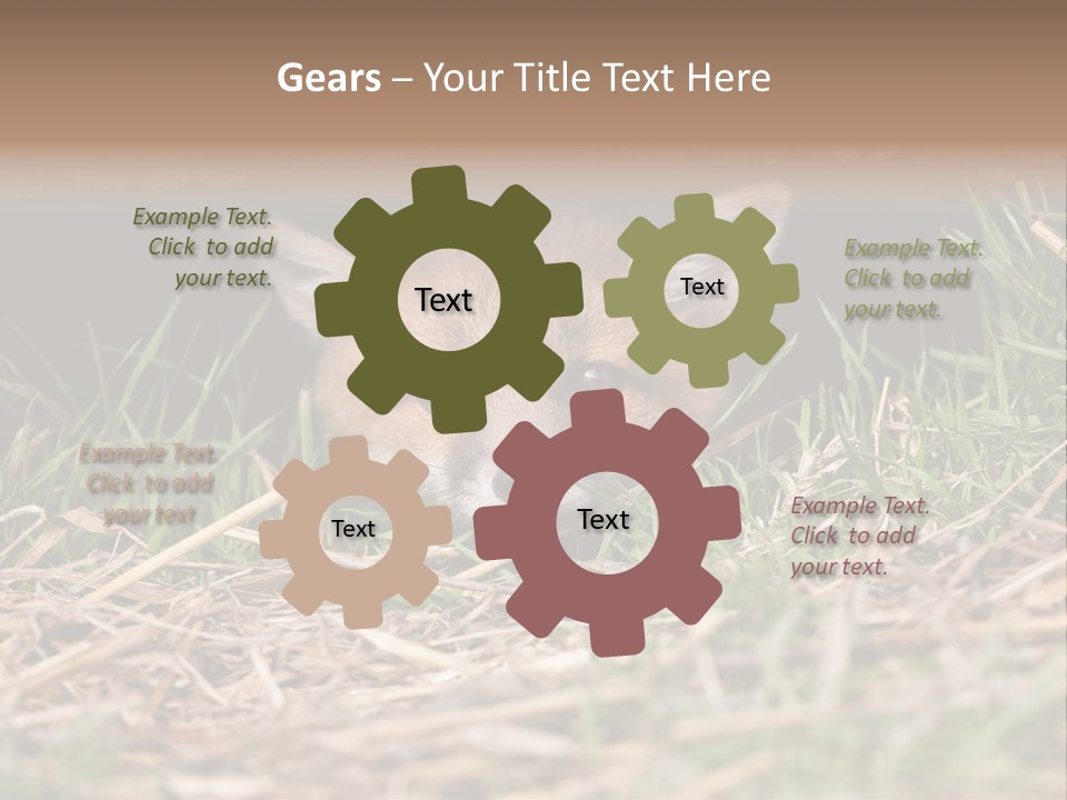 Red Fox In British Countryside PowerPoint Template