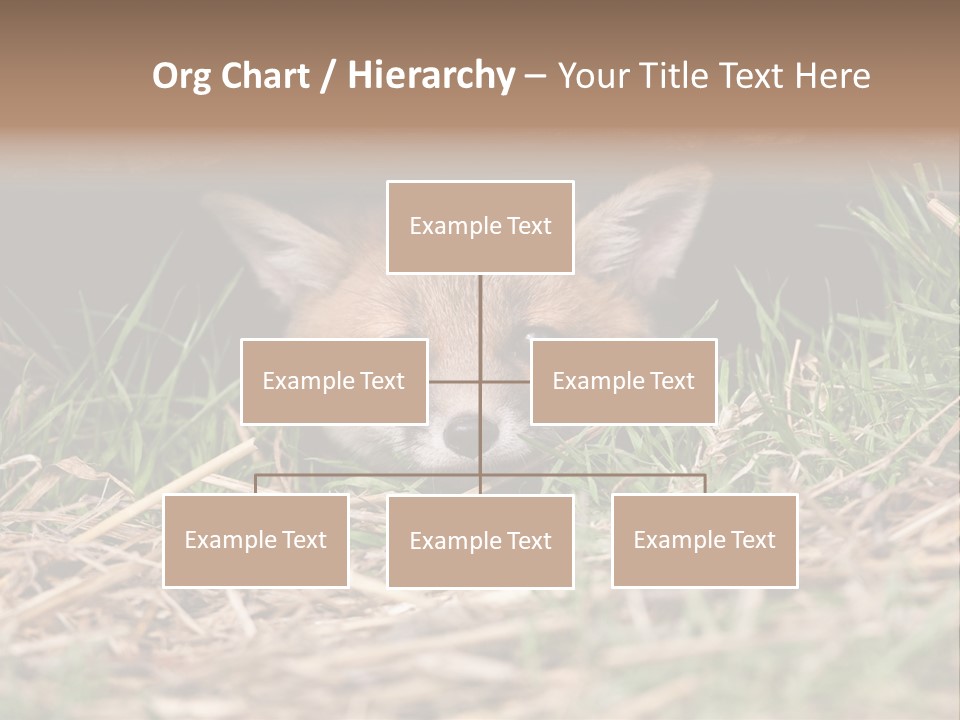 Red Fox In British Countryside PowerPoint Template