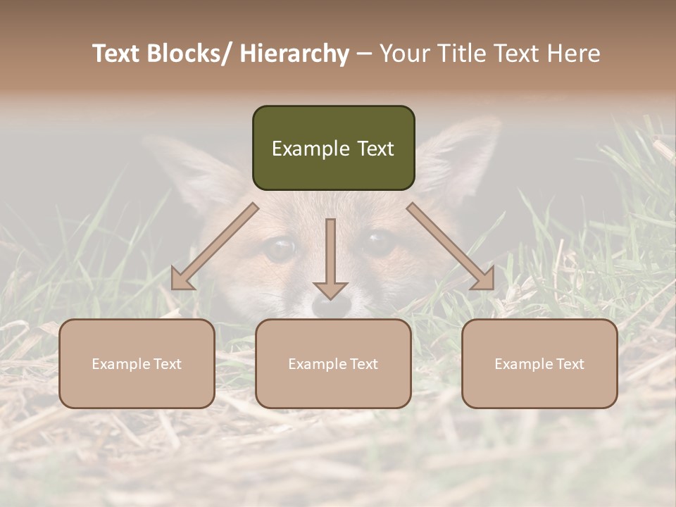 Red Fox In British Countryside PowerPoint Template