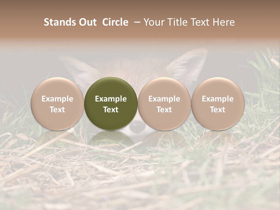 Red Fox In British Countryside PowerPoint Template