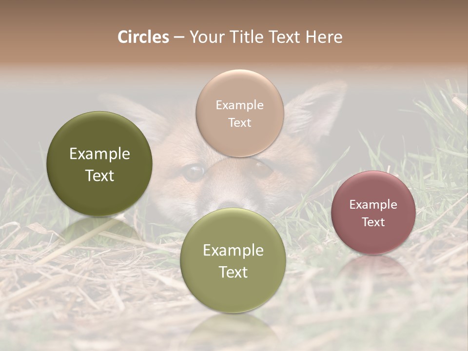 Red Fox In British Countryside PowerPoint Template