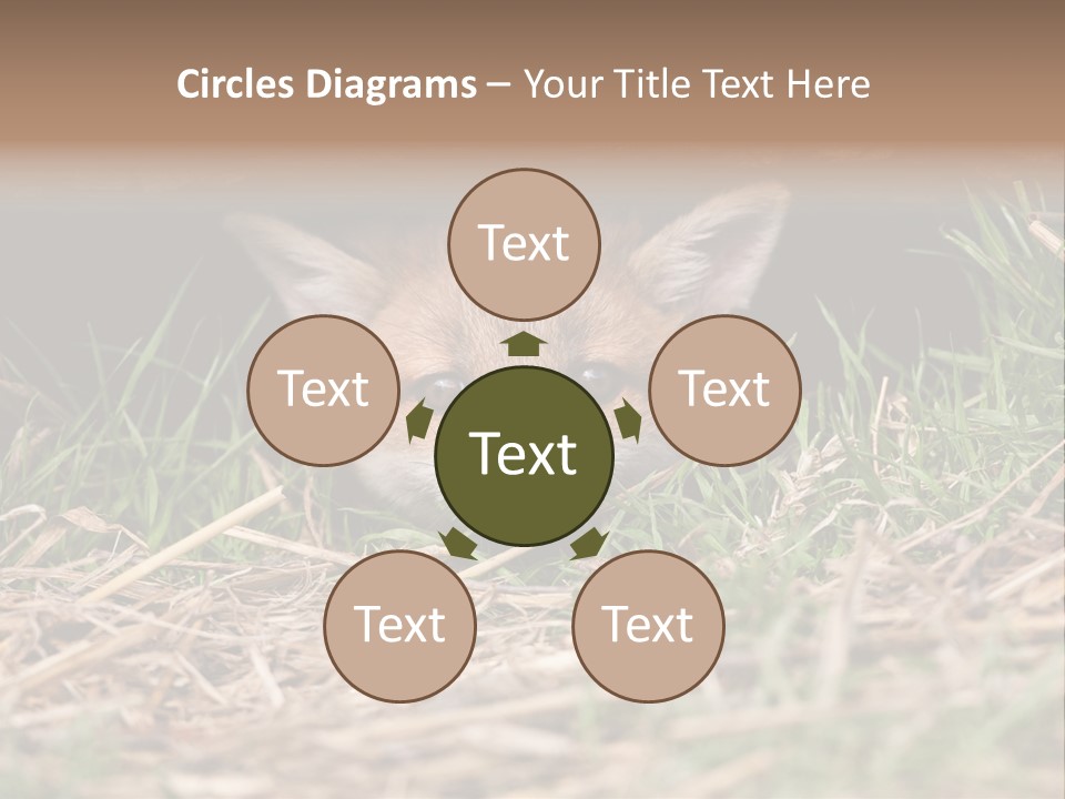 Red Fox In British Countryside PowerPoint Template