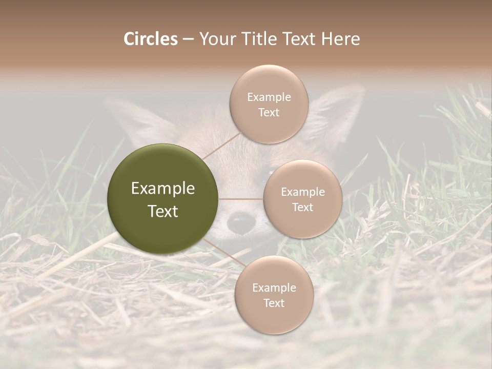 Red Fox In British Countryside PowerPoint Template