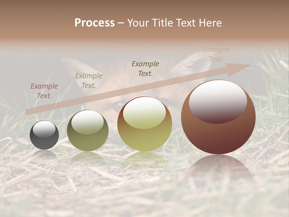 Red Fox In British Countryside PowerPoint Template