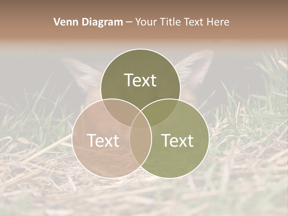 Red Fox In British Countryside PowerPoint Template