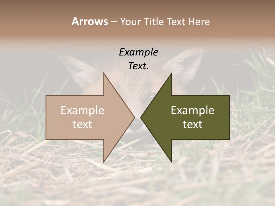 Red Fox In British Countryside PowerPoint Template