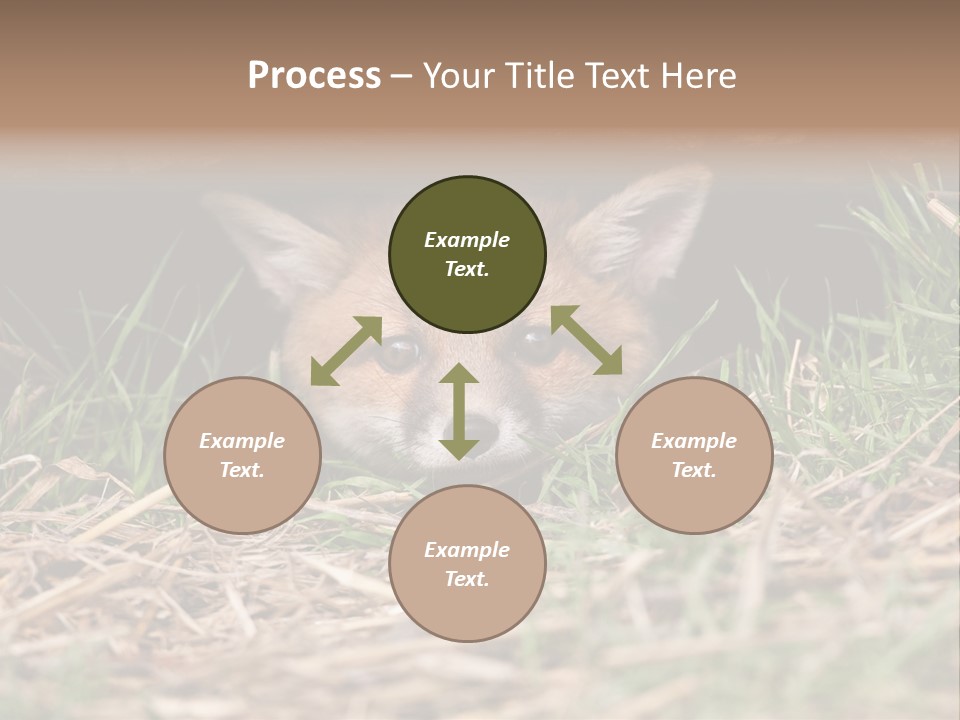 Red Fox In British Countryside PowerPoint Template