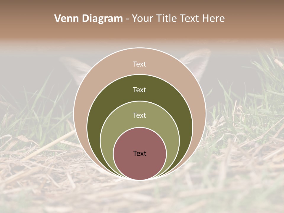 Red Fox In British Countryside PowerPoint Template