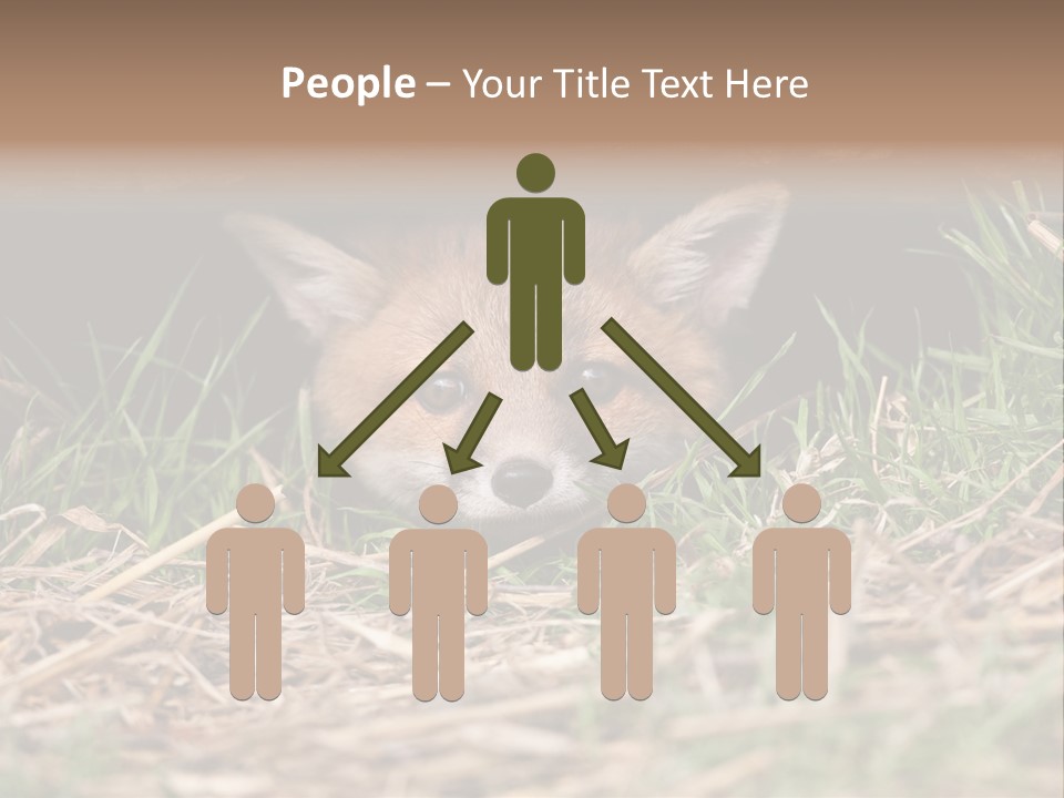 Red Fox In British Countryside PowerPoint Template