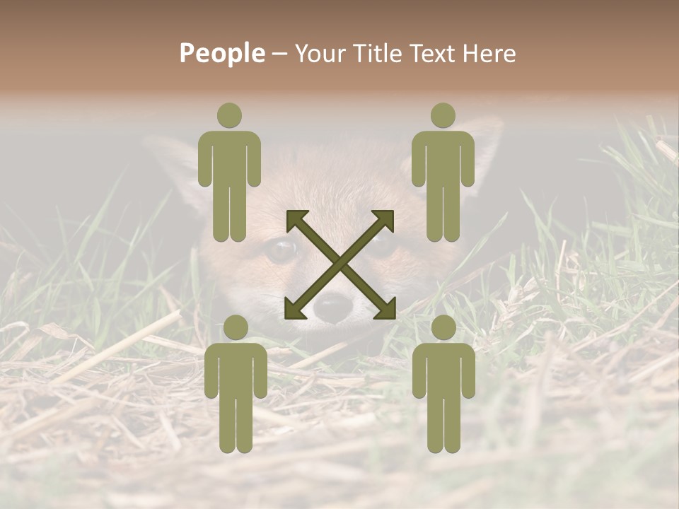 Red Fox In British Countryside PowerPoint Template