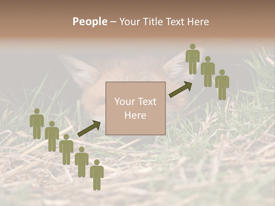 Red Fox In British Countryside PowerPoint Template