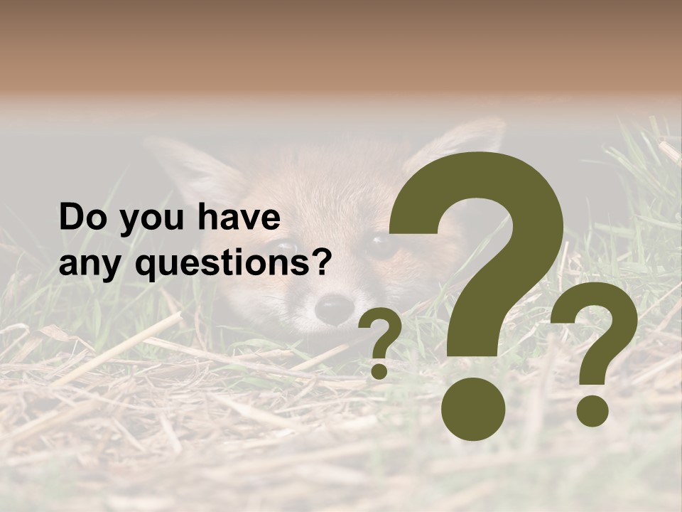Red Fox In British Countryside PowerPoint Template