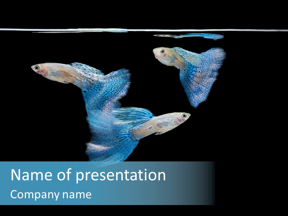 Swimming Guppy PowerPoint Template