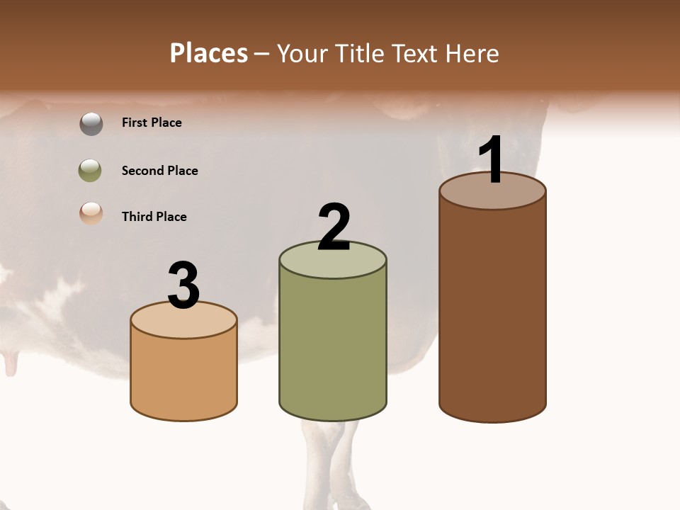 Brown Jersey Cow (10 Years Old) In Front Of A White Background PowerPoint Template