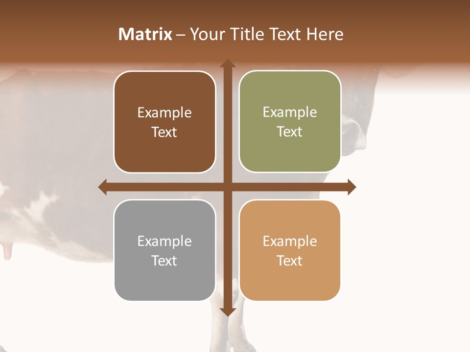 Brown Jersey Cow (10 Years Old) In Front Of A White Background PowerPoint Template