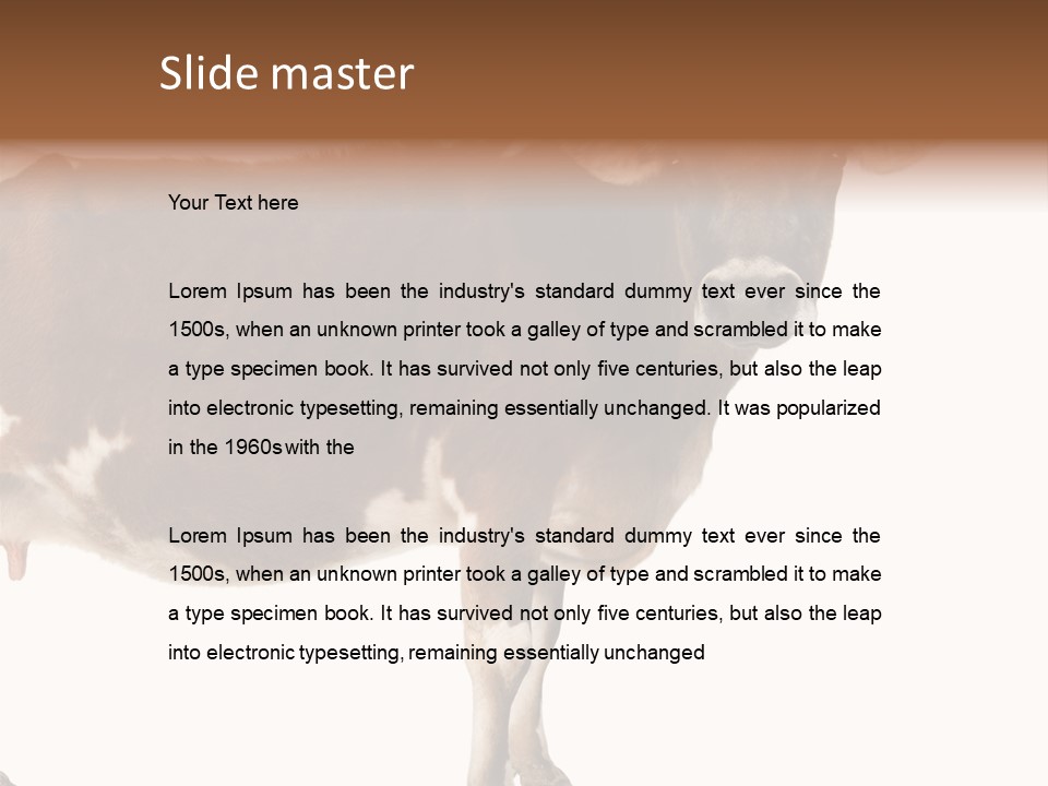 Brown Jersey Cow (10 Years Old) In Front Of A White Background PowerPoint Template