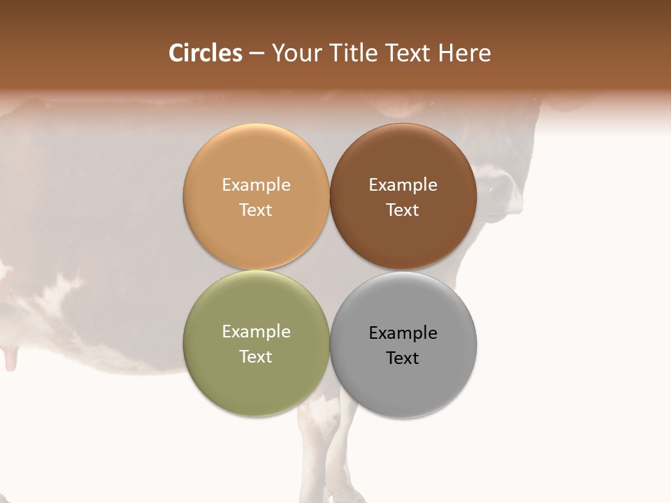 Brown Jersey Cow (10 Years Old) In Front Of A White Background PowerPoint Template