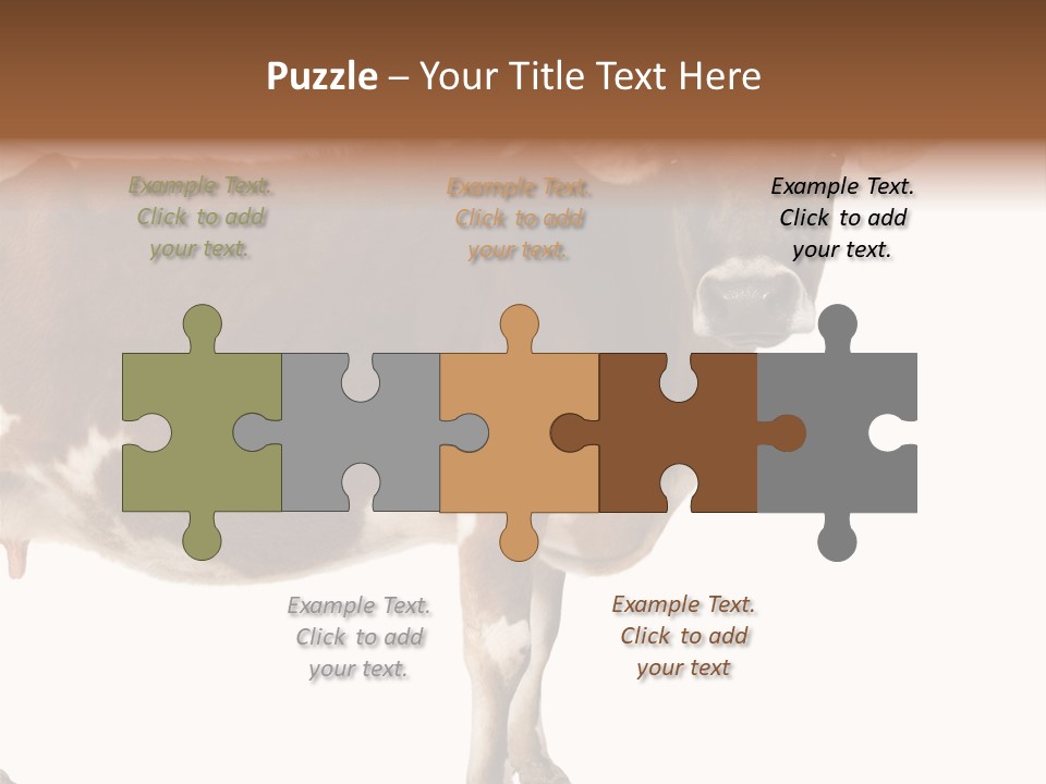 Brown Jersey Cow (10 Years Old) In Front Of A White Background PowerPoint Template