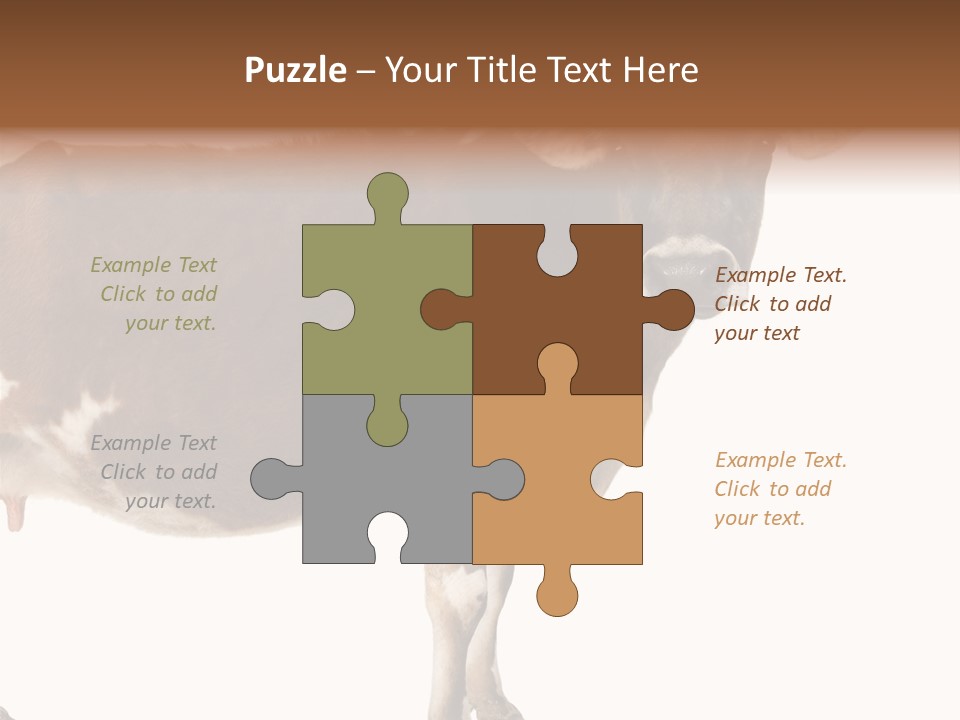 Brown Jersey Cow (10 Years Old) In Front Of A White Background PowerPoint Template