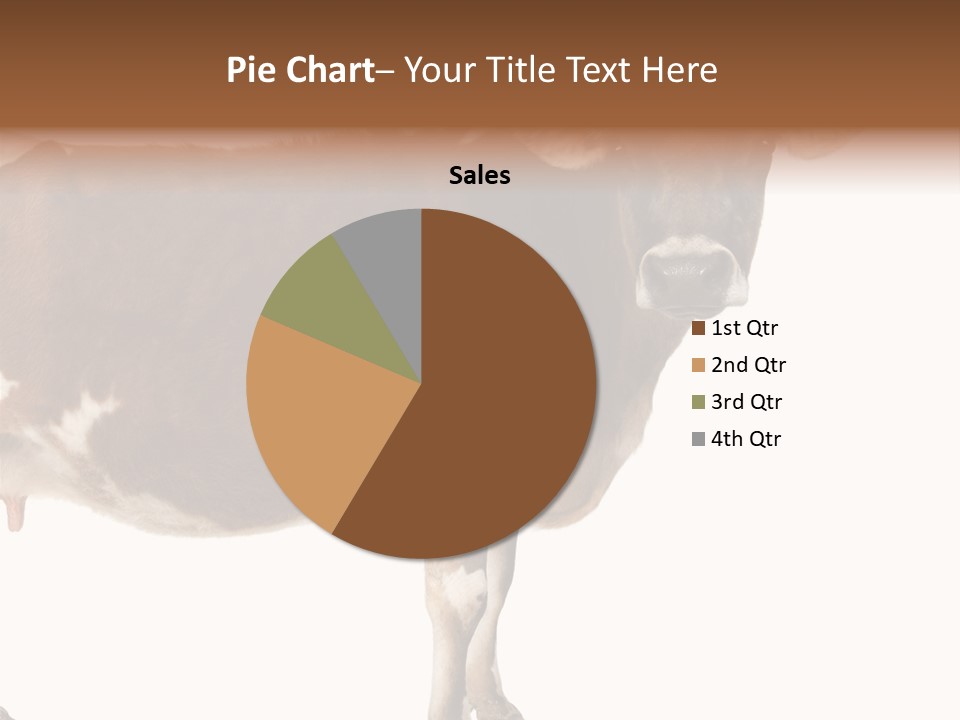Brown Jersey Cow (10 Years Old) In Front Of A White Background PowerPoint Template
