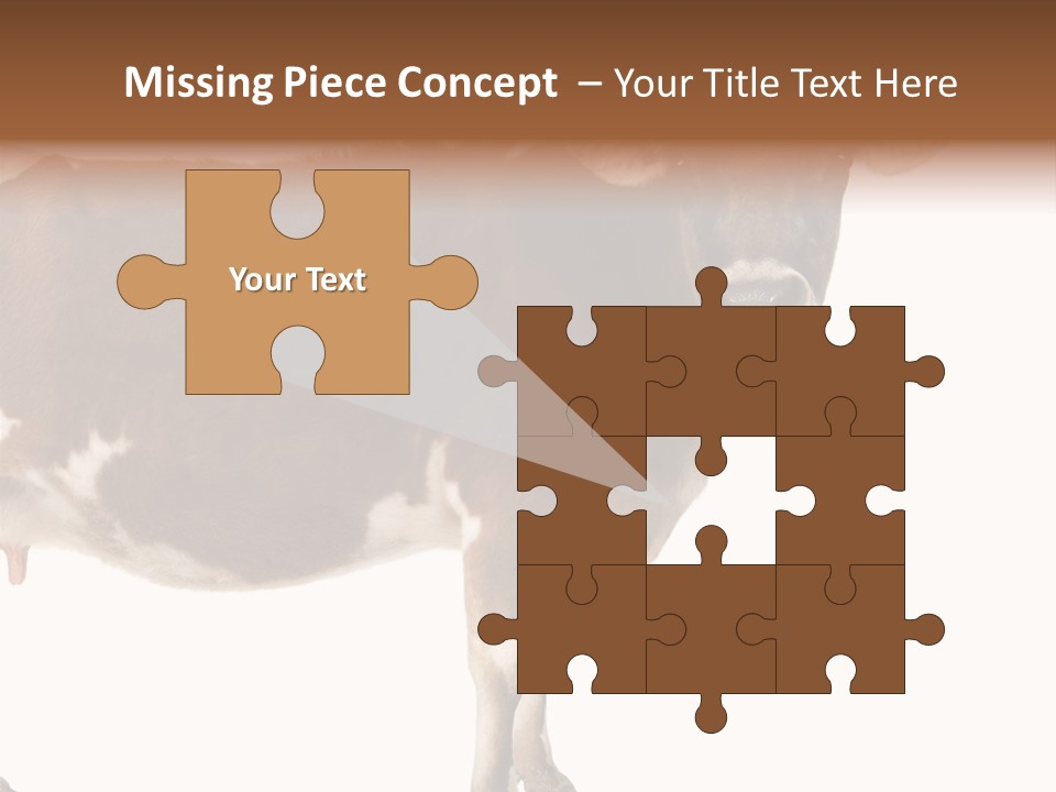 Brown Jersey Cow (10 Years Old) In Front Of A White Background PowerPoint Template