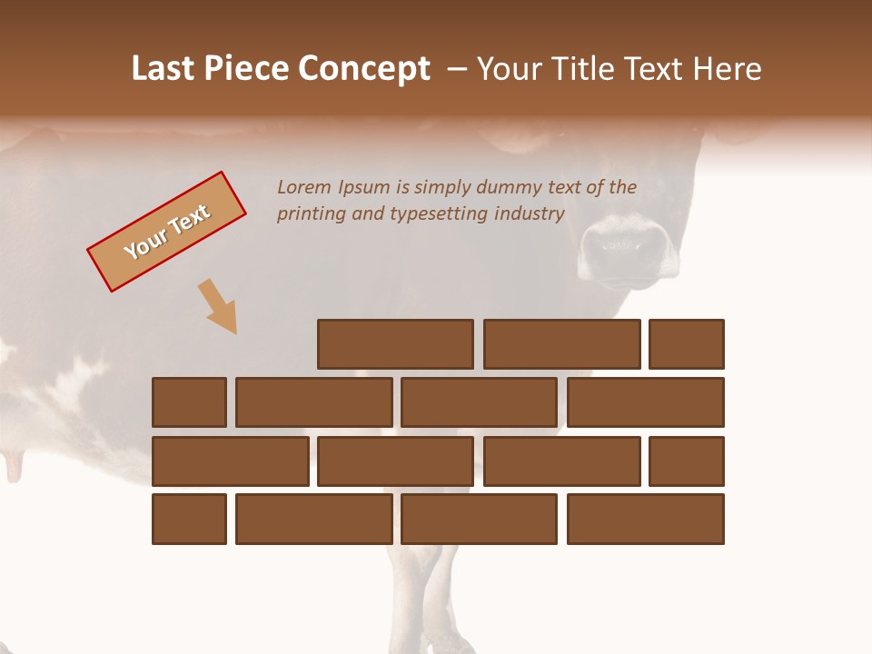 Brown Jersey Cow (10 Years Old) In Front Of A White Background PowerPoint Template