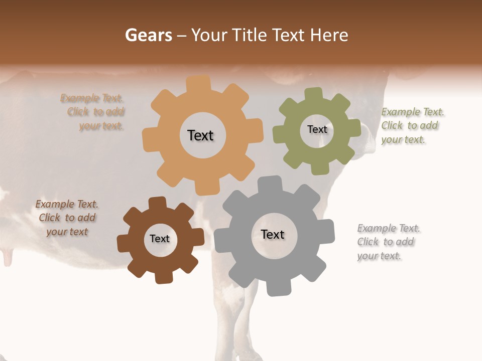 Brown Jersey Cow (10 Years Old) In Front Of A White Background PowerPoint Template