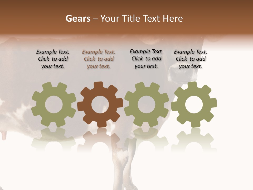 Brown Jersey Cow (10 Years Old) In Front Of A White Background PowerPoint Template