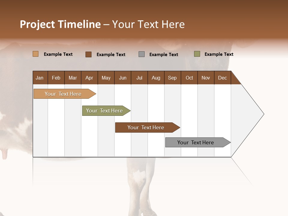 Brown Jersey Cow (10 Years Old) In Front Of A White Background PowerPoint Template