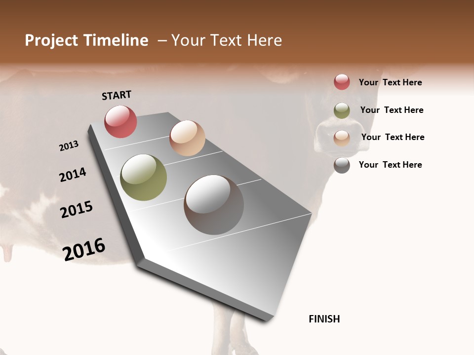 Brown Jersey Cow (10 Years Old) In Front Of A White Background PowerPoint Template