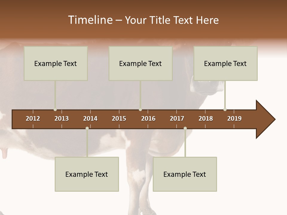 Brown Jersey Cow (10 Years Old) In Front Of A White Background PowerPoint Template